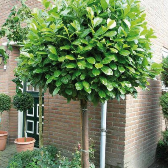 Groene boom