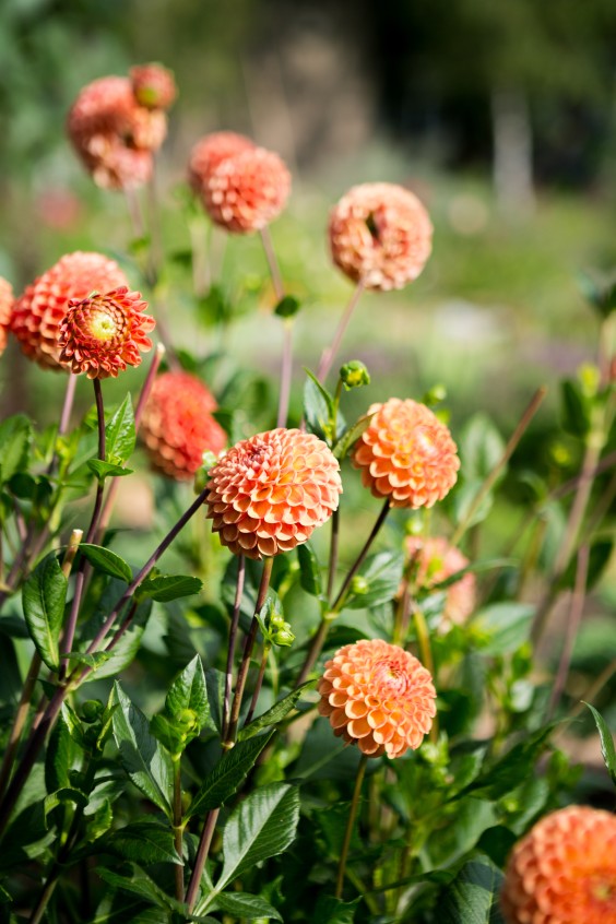 Moestuin Vlaaringen | Roos Eijmers