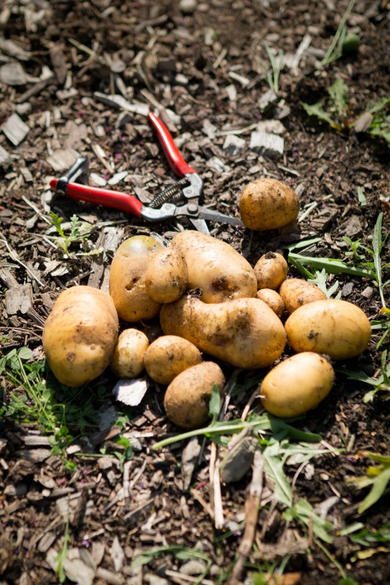 Moestuin Vlaaringen | Roos Eijmers