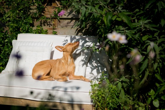 Moestuin Vlaaringen | Roos Eijmers