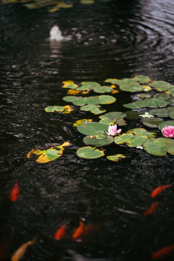 Kooikarpers | Marjon Lukje