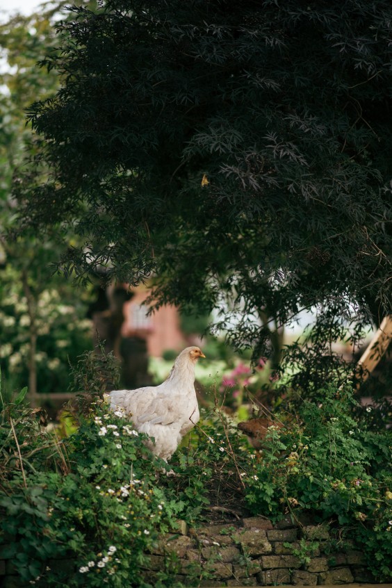 kip 2 | Marjon Lukje