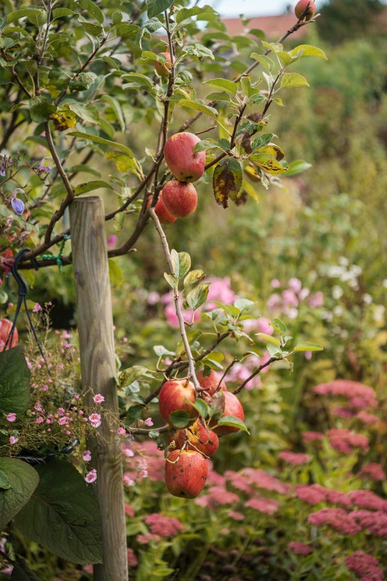 Plantenparadijs Dieren | Liesbeth Disbergen