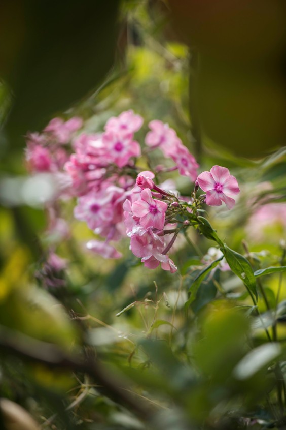Plantenparadijs Dieren | Liesbeth Disbergen