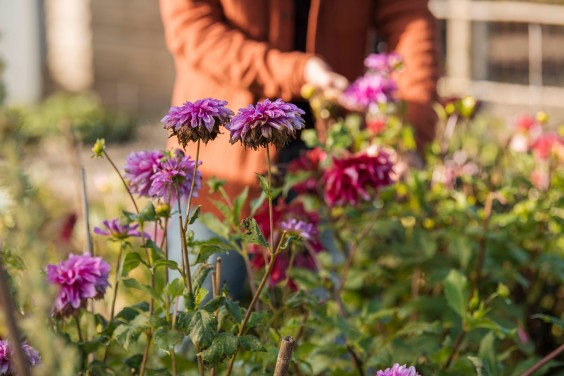 Plantenparadijs Dieren | Liesbeth Disbergen