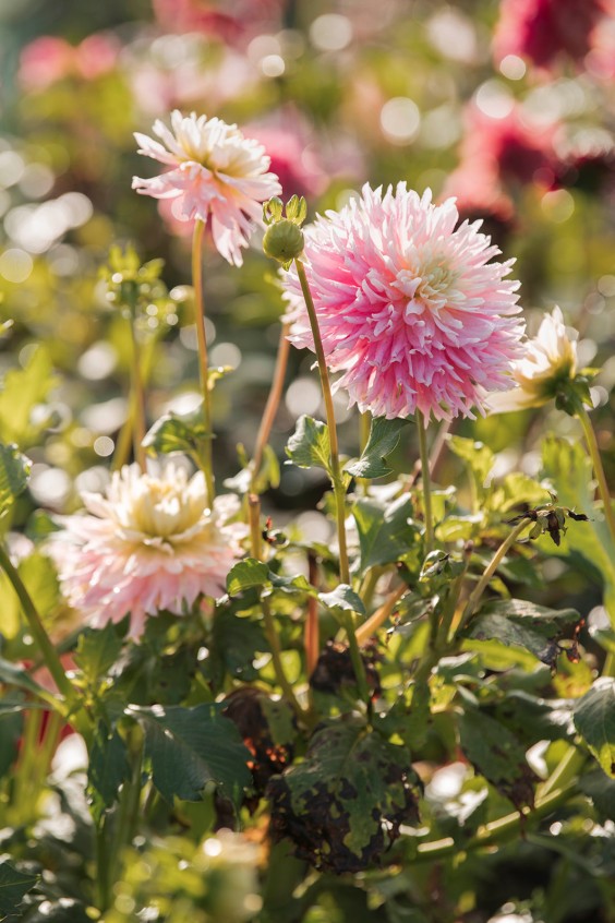 Plantenparadijs Dieren | Liesbeth Disbergen