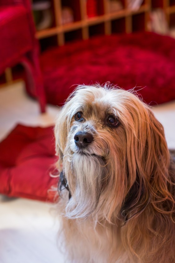 Kleurrijk appartement Gouda - Fotografie: Roos Eijmers