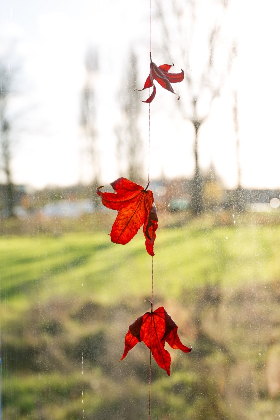 Eva bouwt haar eigen tiny house van 15 vierkante meter met slimme woonoplossingen | Foto: Roos Eijmers