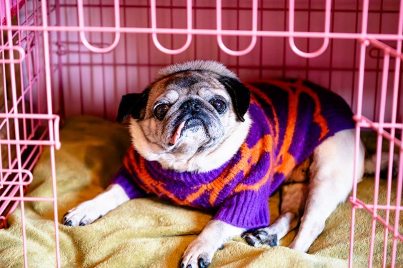 Kleurrijk interieur Hellevoetsluis | Fotografie: Roos Eijmers