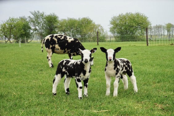 Lammetjes in Herveld - Foto: Dorenda van Knegsel