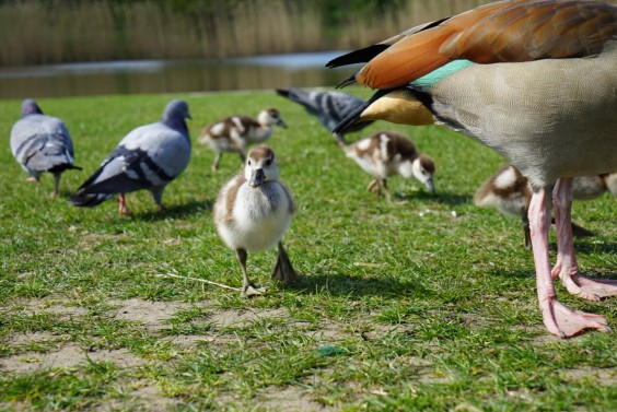 Kuiken in het Griftpark - Foto: Dorenda van Knegsel