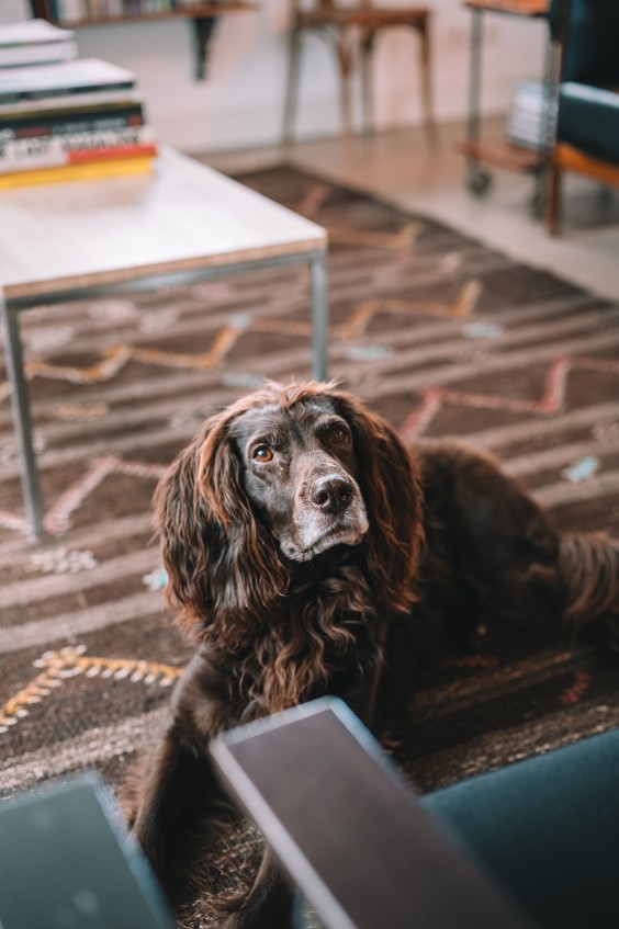 Oude dijkwoning met retro interieur | Fotografie: Sheena Schouwink