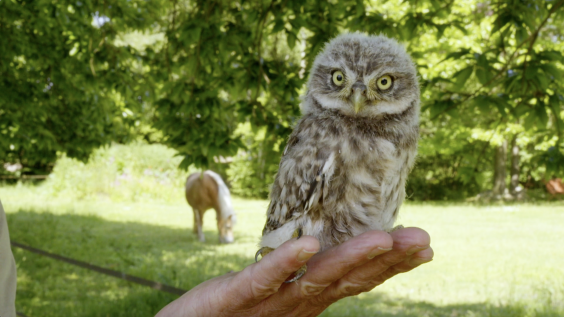 Jonge steenuil