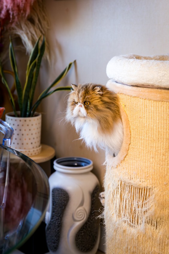 Kleurrijk interieur Den Haag | Foto: Roos Eijmers