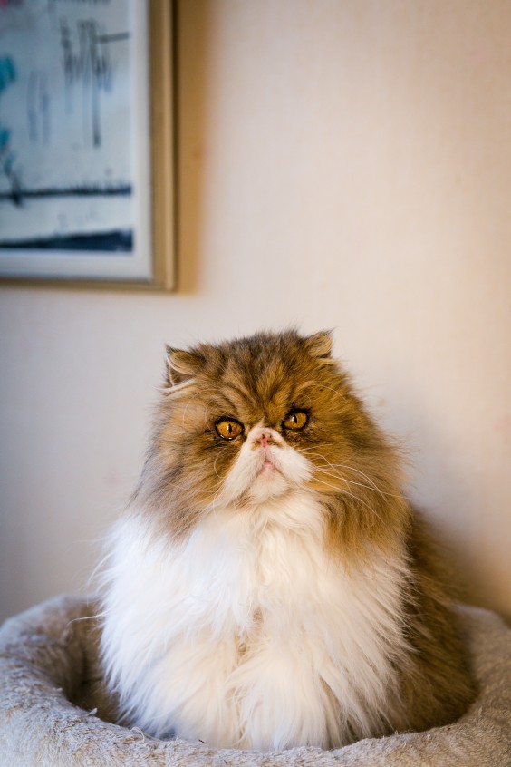 Kleurrijk interieur Den Haag | Foto: Roos Eijmers