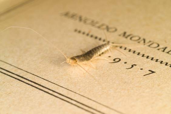 Zilvervisjes - Foto: adobestock