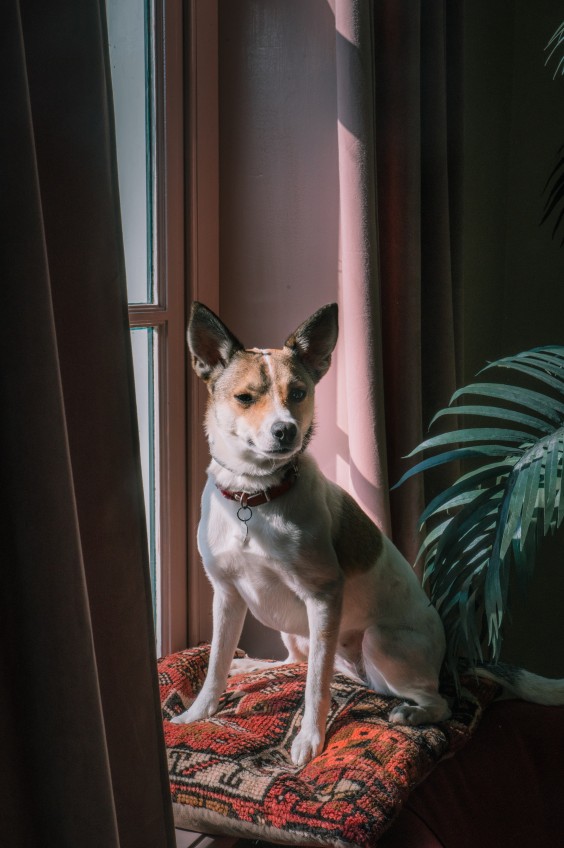 Vera en Yves wonen in hun droomhuis in Velsen-Zuid | Foto: Sheena Schouwink