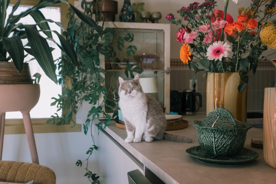 Kleurrijk paradijs Wijk aan Zee | Fotografie: Sheena Schouwink
