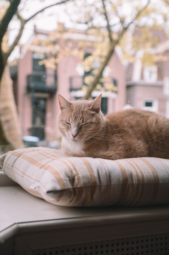 Zaans familiehuis | Fotografie: Sheena Schouwink