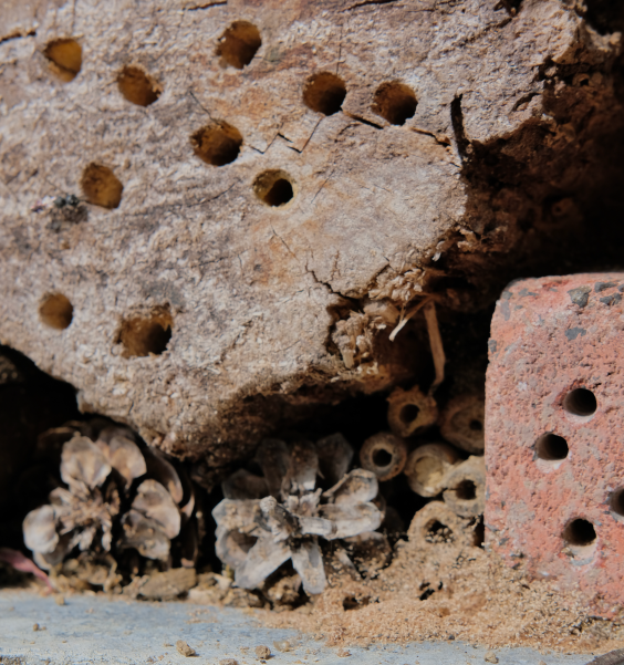 Insectenhotel | Foto: Sofie Spijker