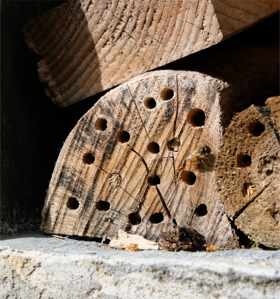 Insectenhotel | Foto: Sofie Spijker