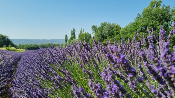 Op reis naar Zuid-Frankrijk met Marieke Eyskoot