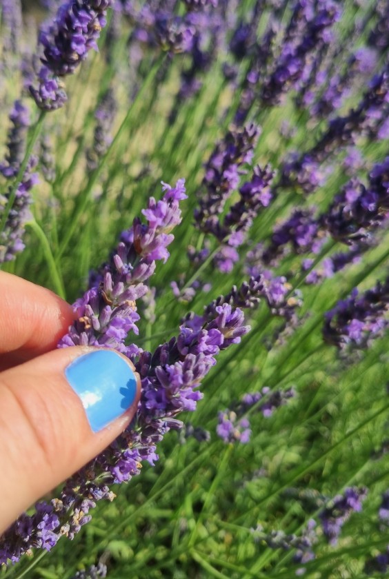 Op reis naar Zuid-Frankrijk met Marieke Eyskoot