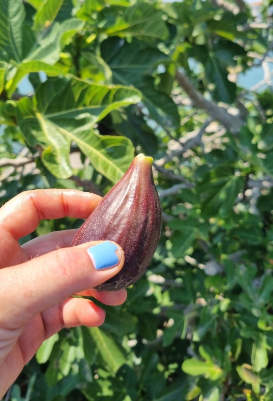 Op reis naar Zuid-Frankrijk met Marieke Eyskoot