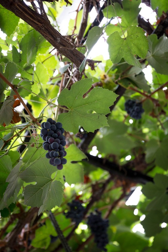 Een huis vol herinneringen in Den Haag | Fotografie: Roos Eijmers