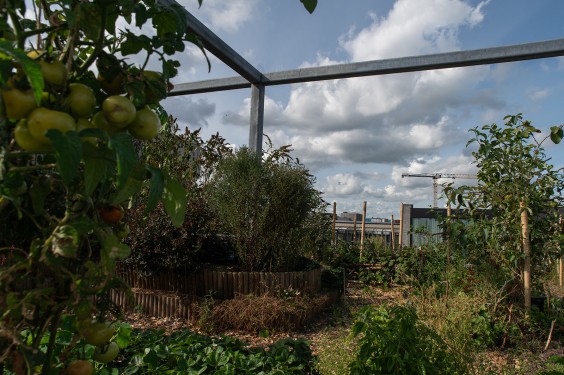 Duurzaam appartementencomplex op IJburg | Fotografie: Sheena Schouwink