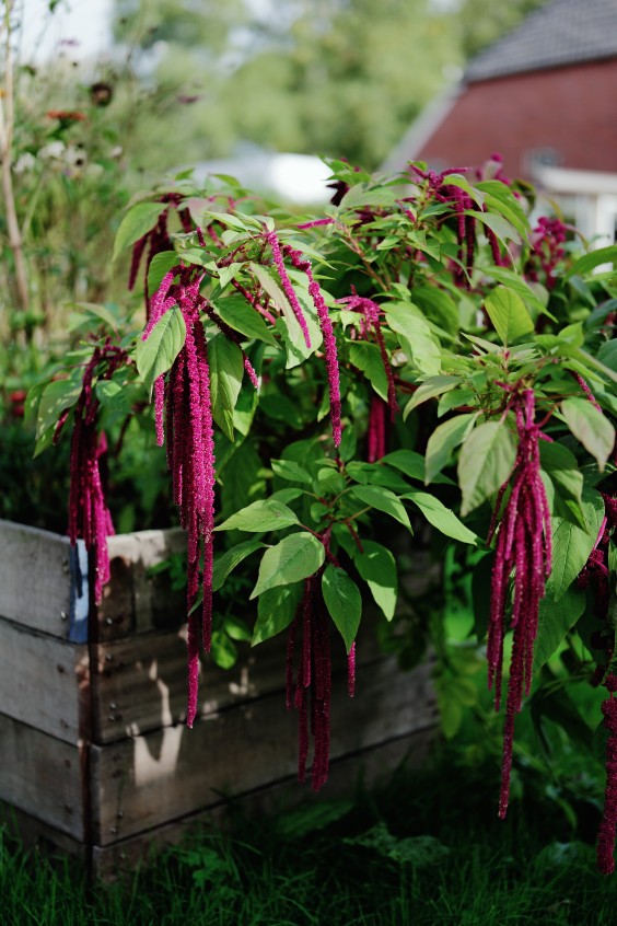 Amber en Gerben hebben een kas en tuin om zelfvoorzienend van te leven | Fotografie: Marjon Lukje