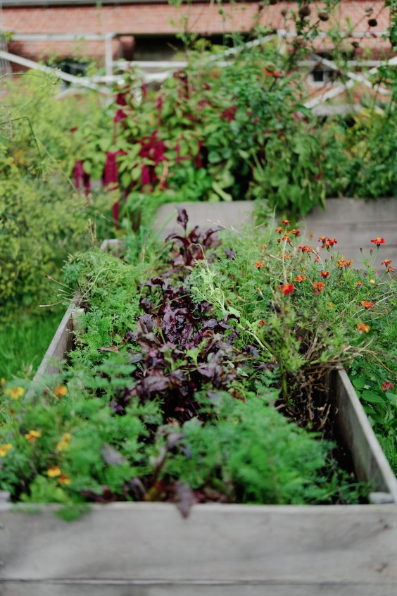 Amber en Gerben hebben een kas en tuin om zelfvoorzienend van te leven | Fotografie: Marjon Lukje