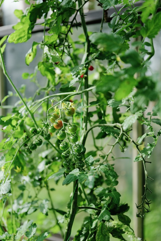 Amber en Gerben hebben een kas en tuin om zelfvoorzienend van te leven | Fotografie: Marjon Lukje
