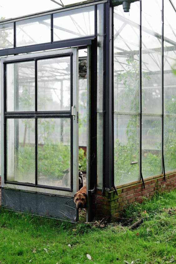 Amber en Gerben hebben een kas en tuin om zelfvoorzienend van te leven | Fotografie: Marjon Lukje