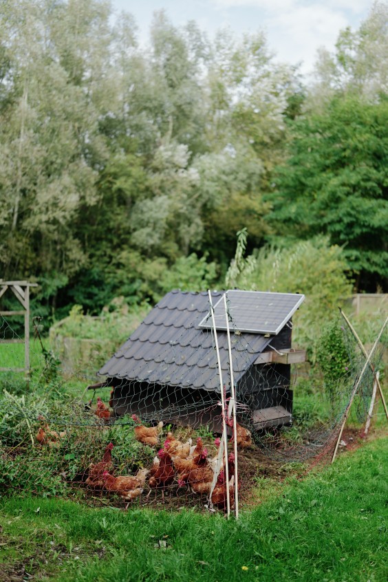 Amber en Gerben hebben een kas en tuin om zelfvoorzienend van te leven | Fotografie: Marjon Lukje
