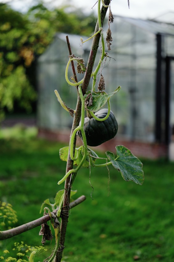 Amber en Gerben hebben een kas en tuin om zelfvoorzienend van te leven | Fotografie: Marjon Lukje