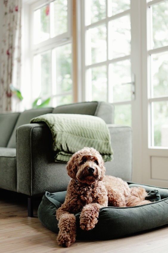 Mieke en haar hulphond Woezel | Fotografie: Marjon Lukje