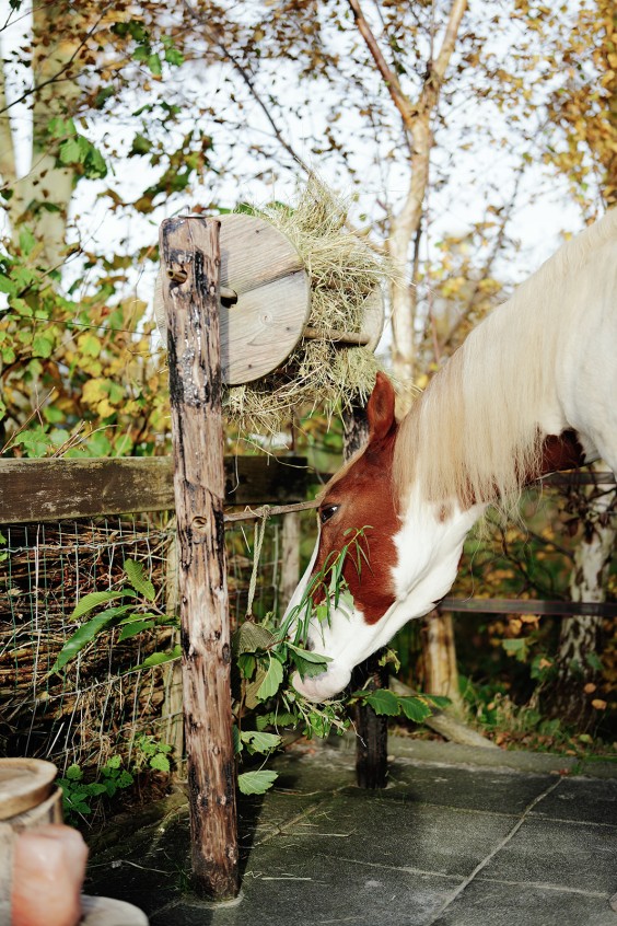 Paardenparadijs | Fotografie: Marjon Lukje