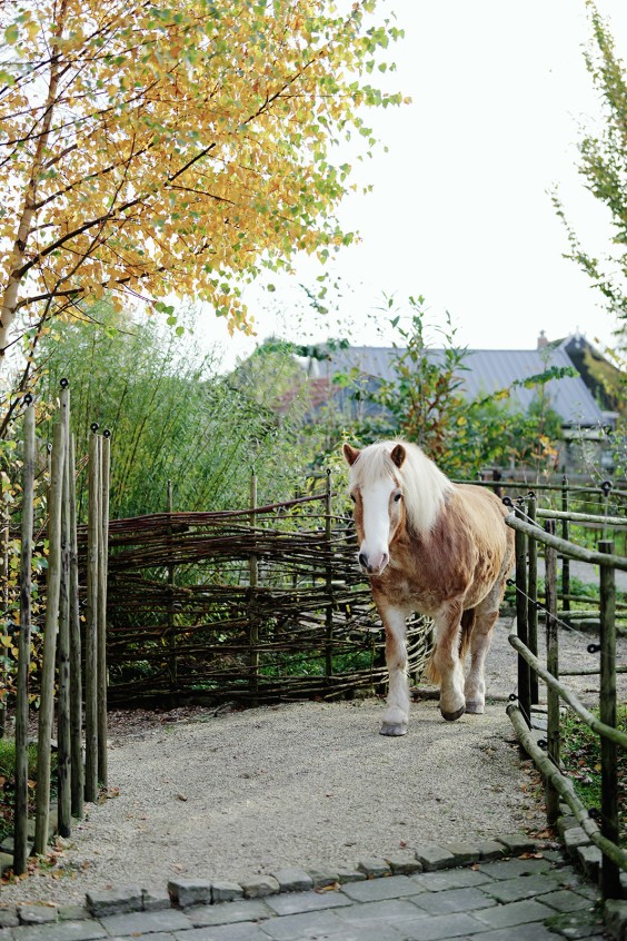 Paardenparadijs | Fotografie: Marjon Lukje