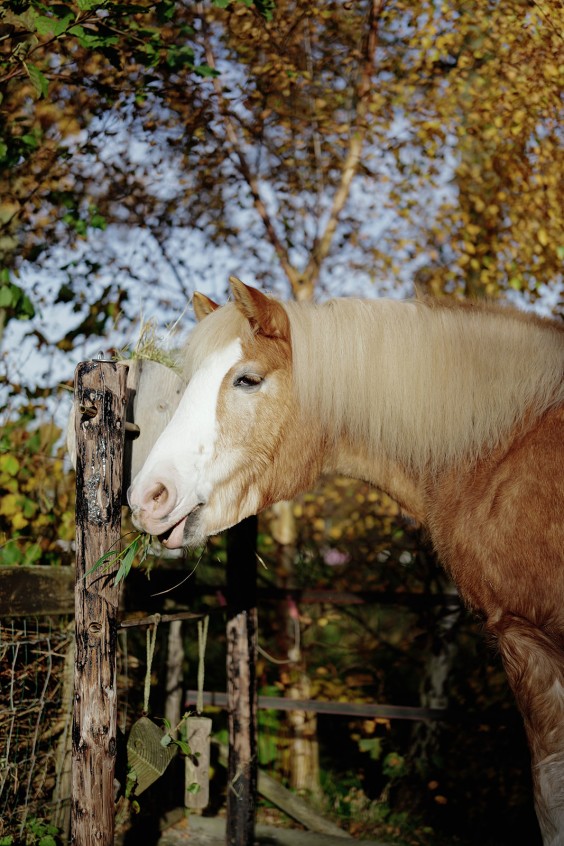 Paardenparadijs | Fotografie: Marjon Lukje
