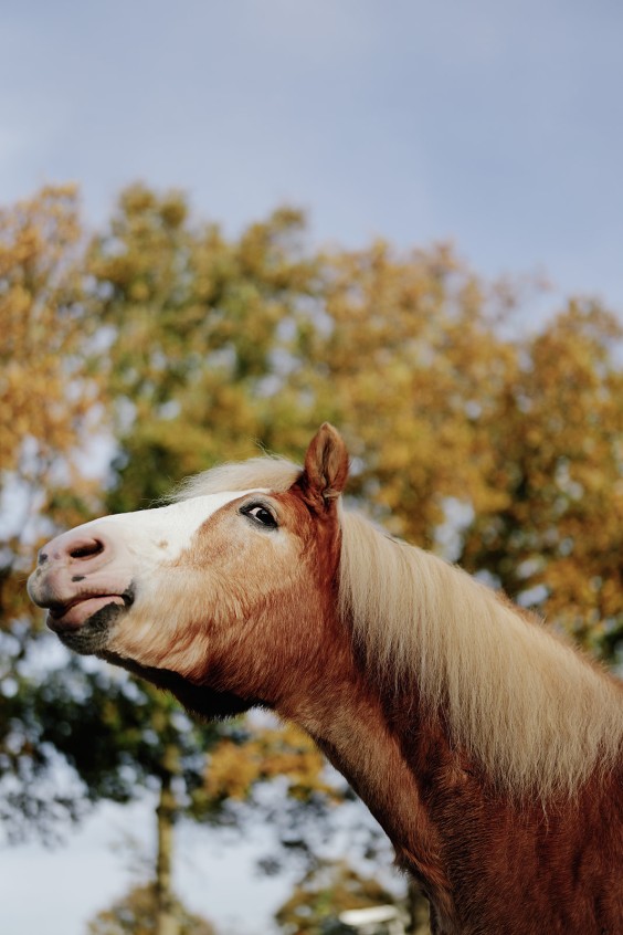 Paardenparadijs | Fotografie: Marjon Lukje