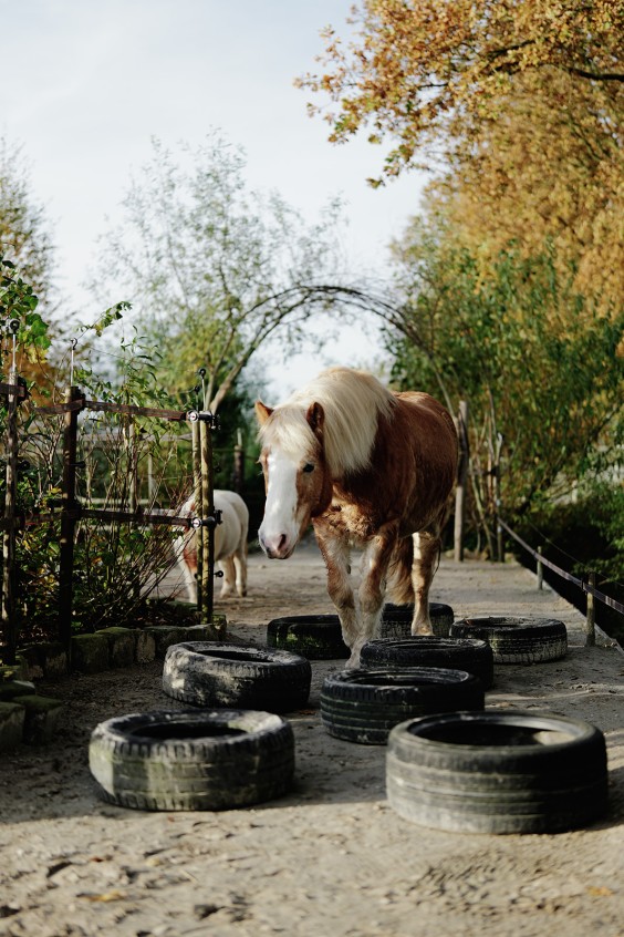 Paardenparadijs | Fotografie: Marjon Lukje