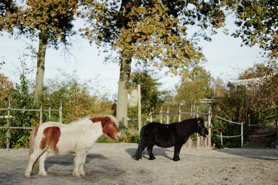 Paardenparadijs | Fotografie: Marjon Lukje