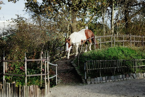 Paardenparadijs | Fotografie: Marjon Lukje