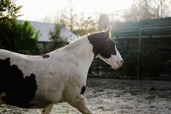 Paardenparadijs | Fotografie: Marjon Lukje