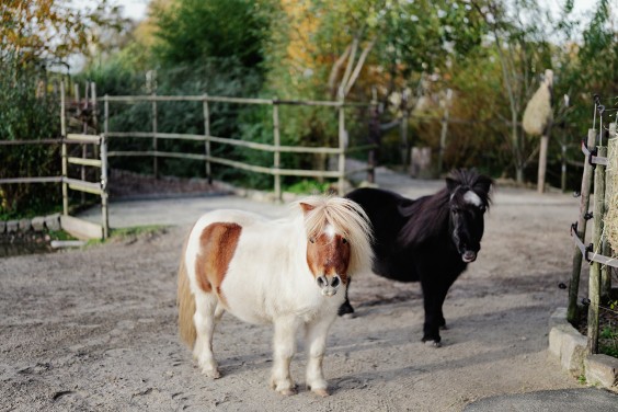 Paardenparadijs | Fotografie: Marjon Lukje