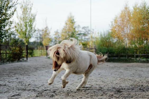 Paardenparadijs | Fotografie: Marjon Lukje