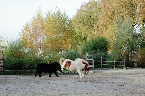 Paardenparadijs | Fotografie: Marjon Lukje