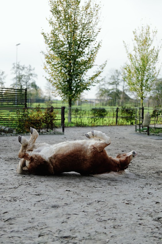 Paardenparadijs | Fotografie: Marjon Lukje