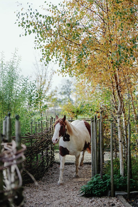 Paardenparadijs | Fotografie: Marjon Lukje